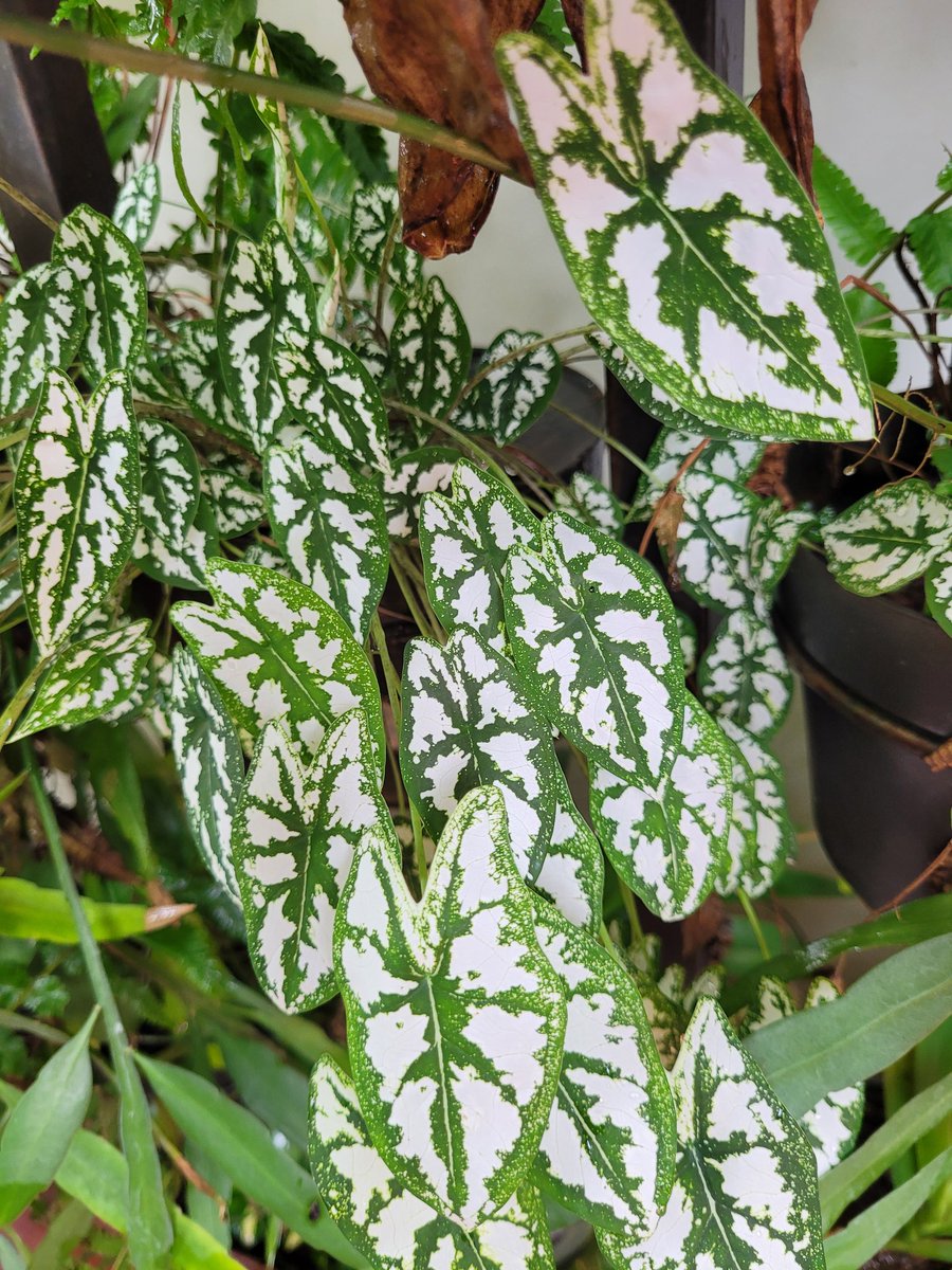 Kepedulianmu akan lingkungan disekitarmu dan menghijaukannya akan membantu mengurangi terjadinya perubahan iklim yang terjadi saat ini. Selama 11 tahun berjalan bersama dengan komunitas <a href="/IDberkebun/">Indonesia Berkebun</a> mengenalkan #urbanfarming 
#urbangardening