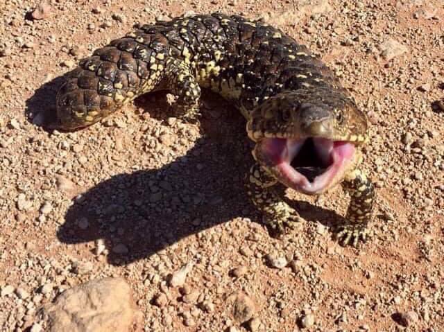 outbackjunita's tweet photo. This beautiful country can be improved by #AlboForPM
A government that is prepared to live in the present not in some far distant future we never get too. #outbackSA #Andamooka #SAVotes 😎 #eddiehughesmp https://t.co/ilrKjp4EIJ