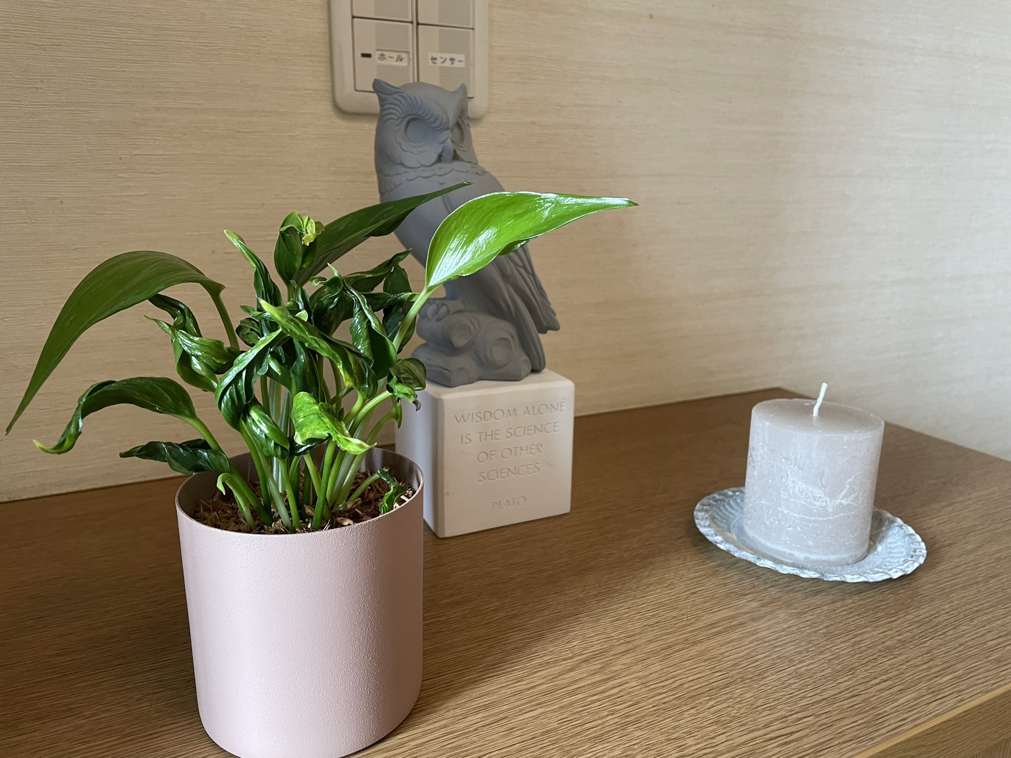 たこやき こんにちは この間横浜でオシャレな観葉植物のお店で可愛い鉢を見て衝動買いしてしまいました 我が家の玄関に仲間入りしたポトスです 観葉植物 T Co Nrgg0qqoz3 Twitter
