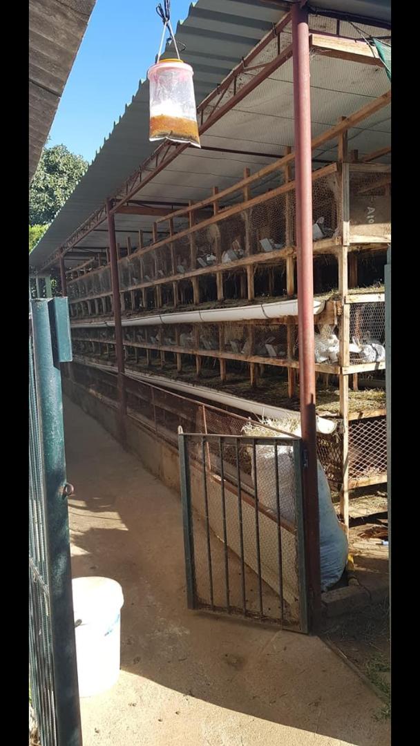 kchingono1's tweet photo. Rabbit farming is a rewarding enterprise. I sell:
1. Breeding stock
2. Meat both fresh &amp; smoked
3. Rabbit urine as a follier fertilizer &amp; pesticide 
4. Rabbit droppings as basal fertilizer
5. Rabbit skins for leather products 
6. Training on the venture
7. Build cages 4 clients https://t.co/WZsEMK8wk3