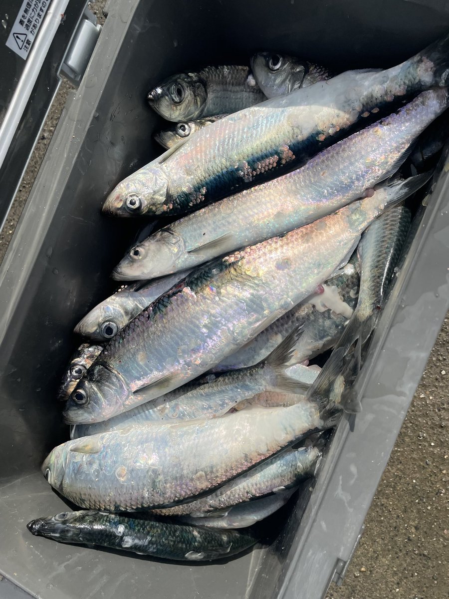 留萌港の釣りはニシンやマイカの回遊あり サビキ釣りで初心者も楽しい 釣りとキャンプのマガジンblue S