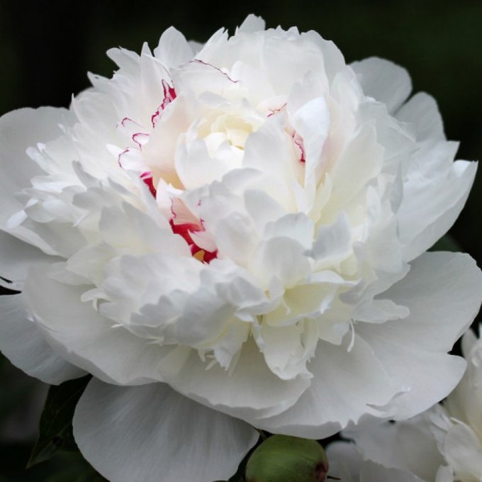 Yay! I just sold my Store Item: Buy me white peony! Check it out here https://t.co/GM2MRjspm6 #MVSales<a href="/tag/mvsales"class="tags"><span>#mvsales</span></a>