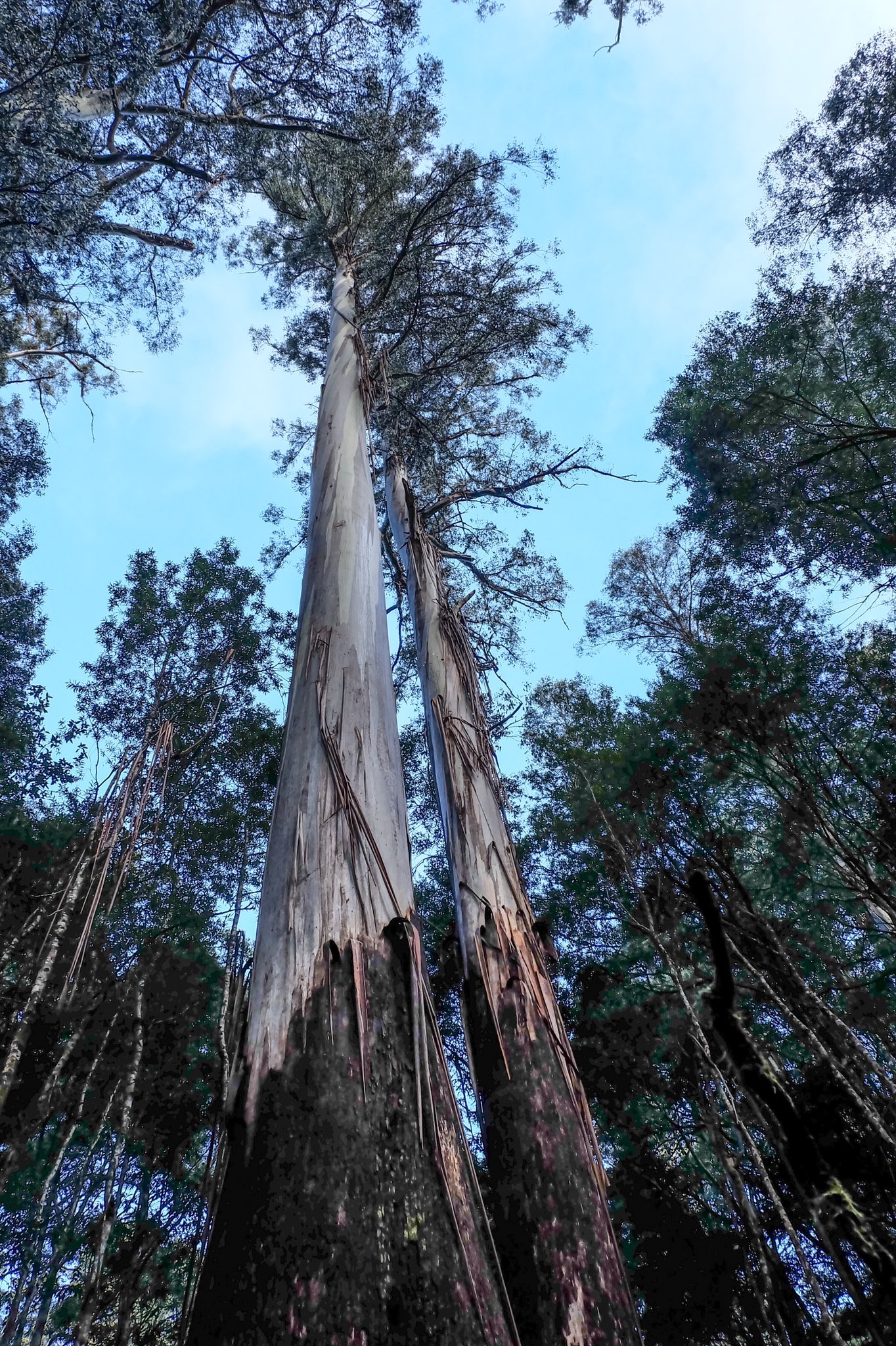 Eucalyptus regnans и рябина
