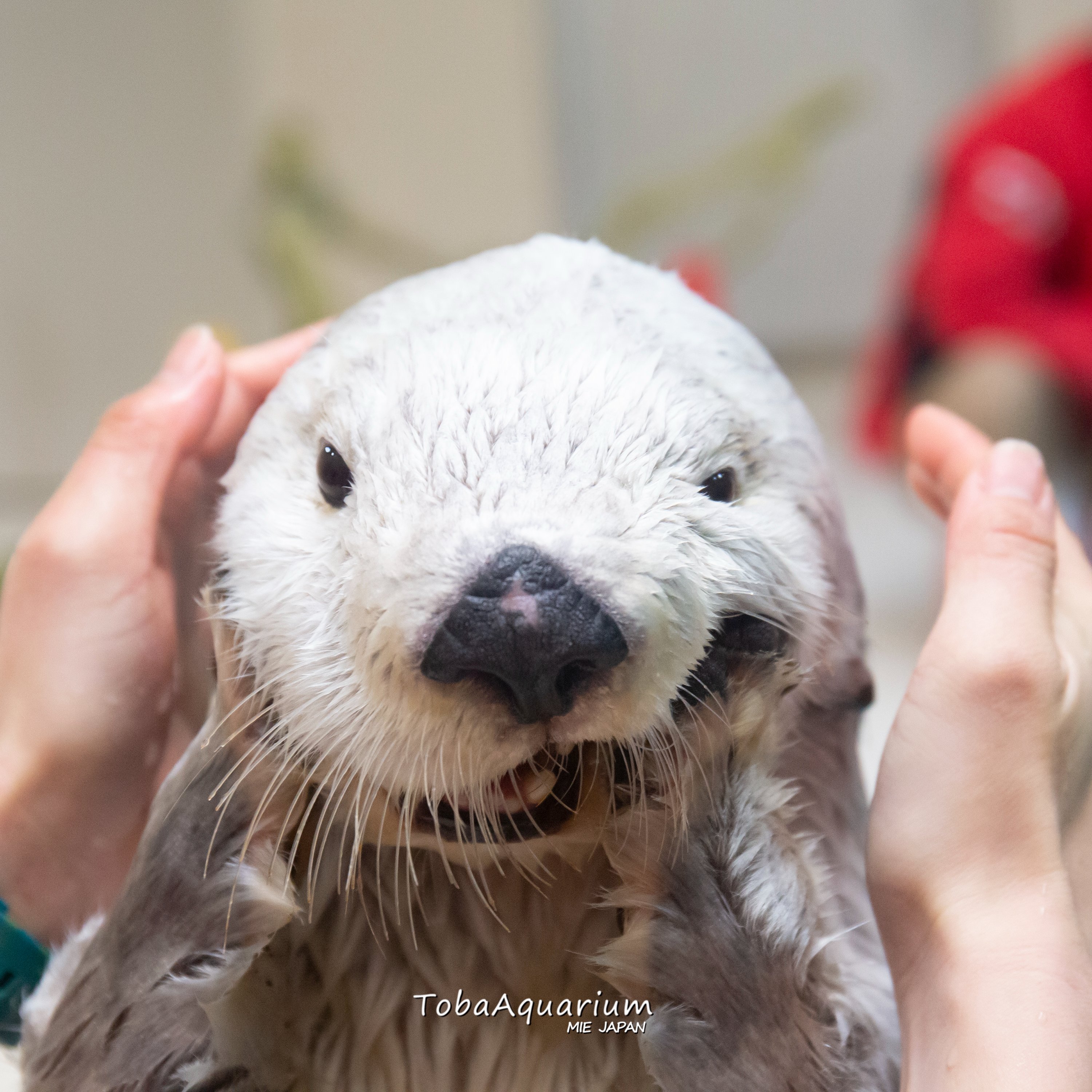 鳥羽水族館(TOBA AQUARIUM) on X: 鳥羽水族館(TOBA AQUARIUM) on X: