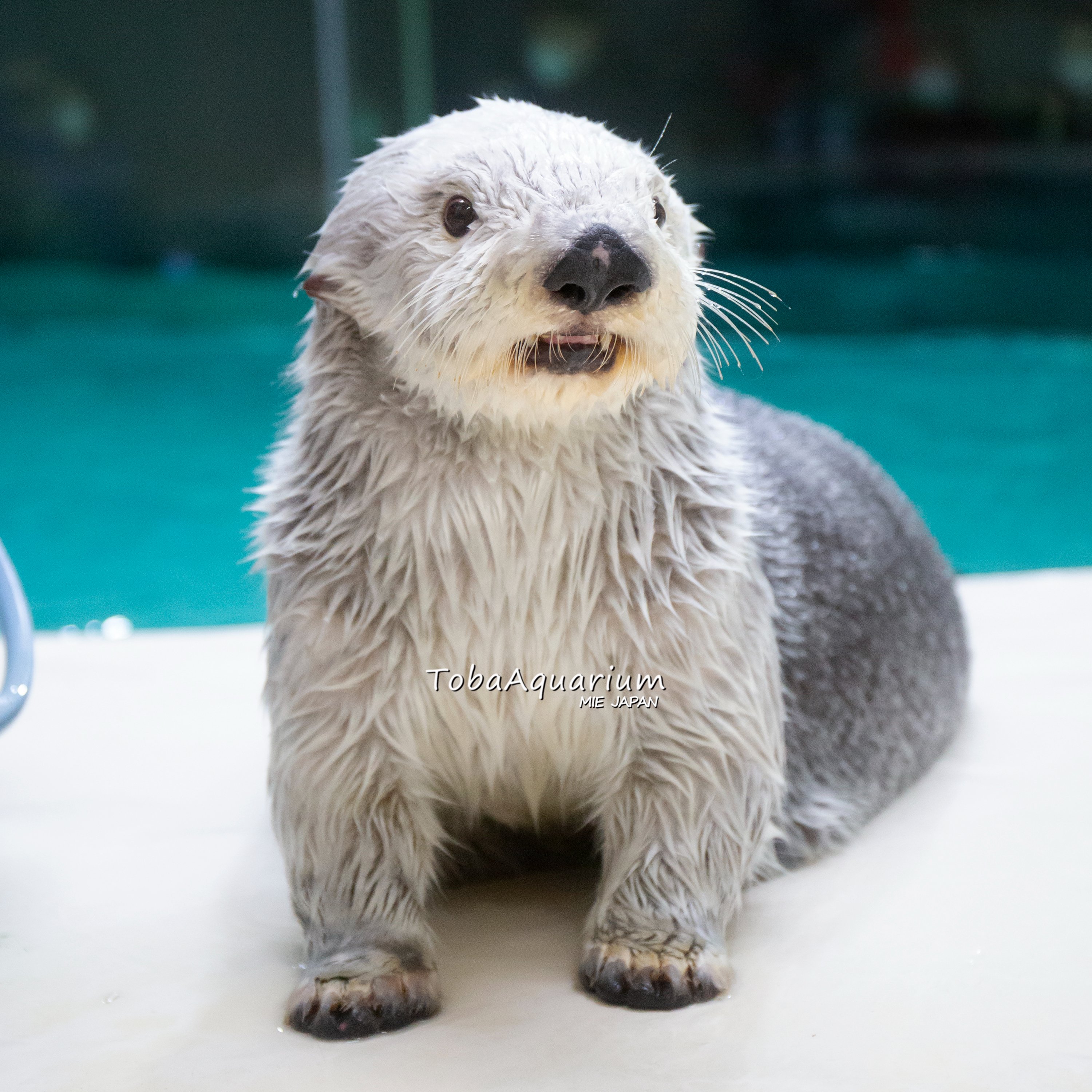 鳥羽水族館（TOBA AQUARIUM） on X: 