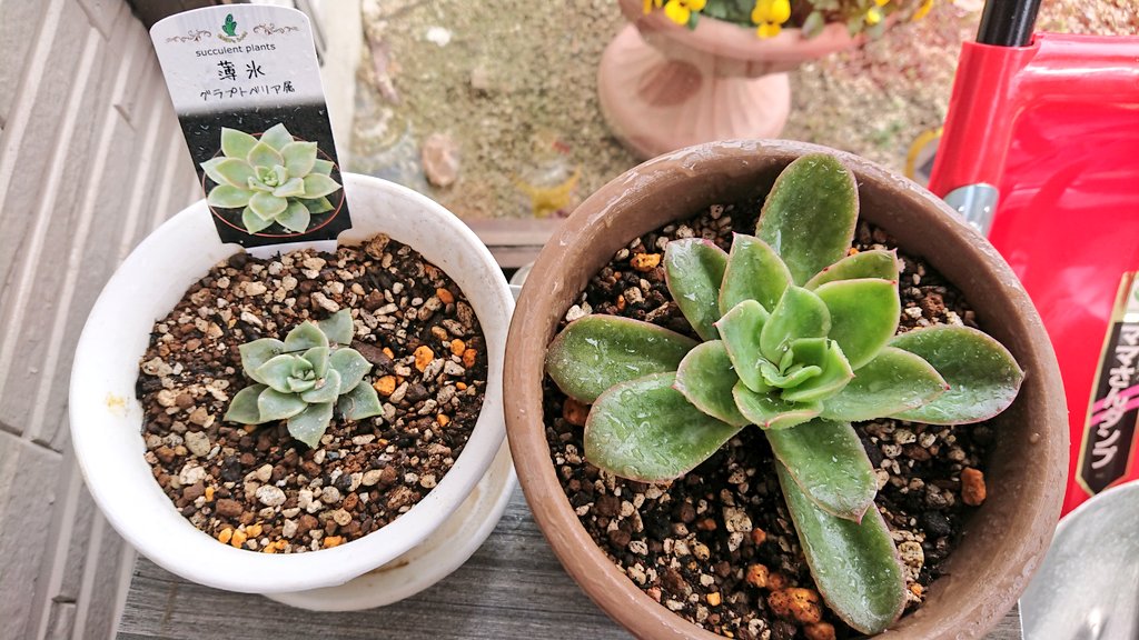 黒之輪 インプット期間 黒いのの多肉 グラプトベリアとエケベリア 左が薄氷 右がゴールデングローです 冬の間に徒長してたから ばっさりカットしてきました そして 薄氷の子どもたち ピーコッキー プラチナドレスは 死んだと思っ