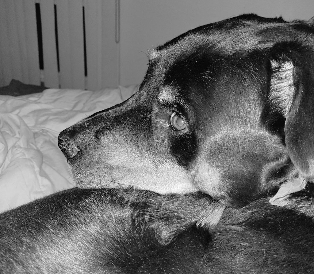 servicerotties's tweet photo. I have a sneaky suspicion I'll wake up in the middle of the night with an arm around my chest and human drool on me. 
The things we tolerate for love and food. 

#DogLove #DogsOfTwitter https://t.co/9bdrTXL8dX