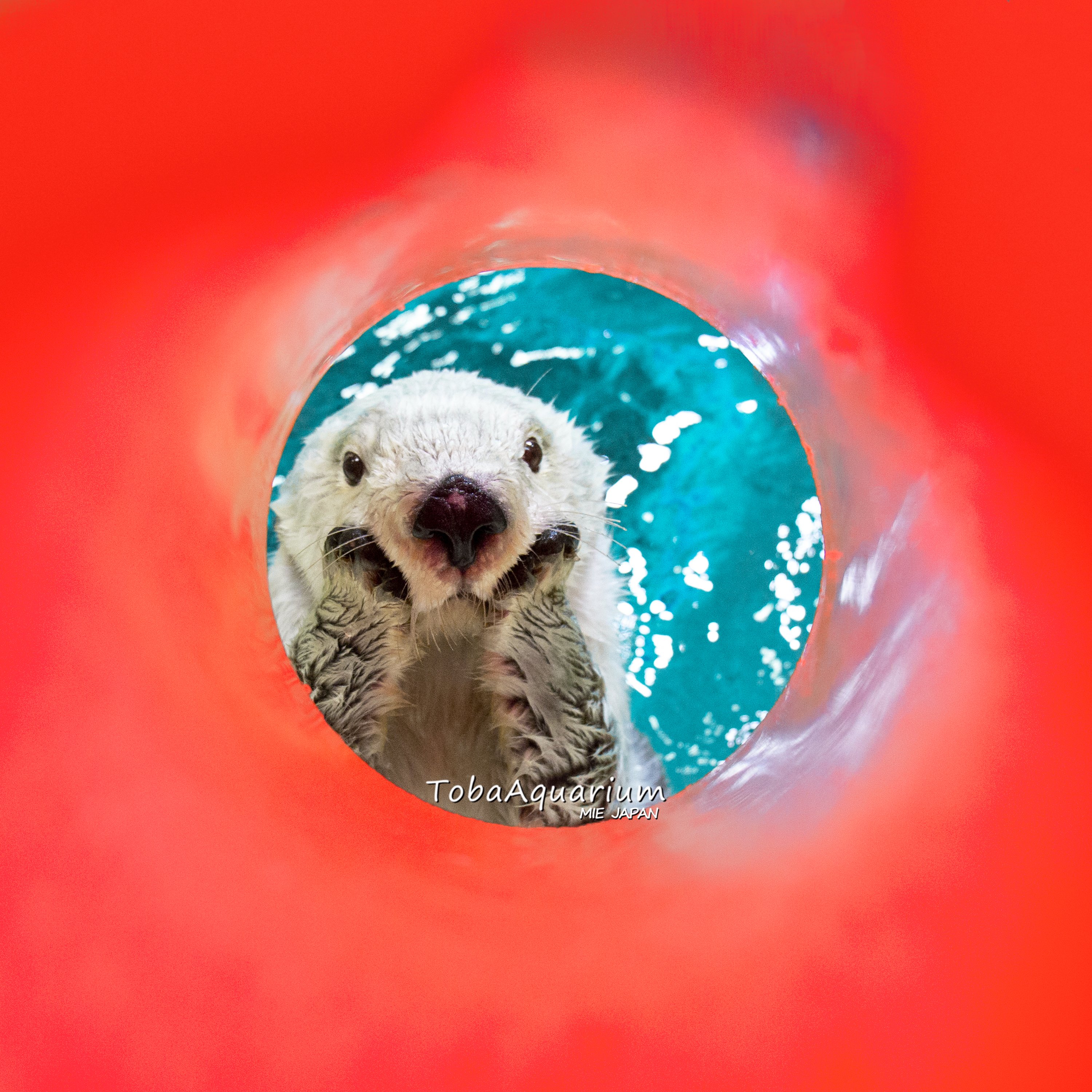 鳥羽水族館（TOBA AQUARIUM） on X: 