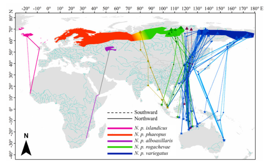 Great to see all the Eurasian Whimbrel tracks assembled in nice paper "The non-breeding region and migration route of Whimbrels in East Asian–Australasian Flyway".  Need more from South Asia and Africa! 
doi.org/10.1016/j.avrs…