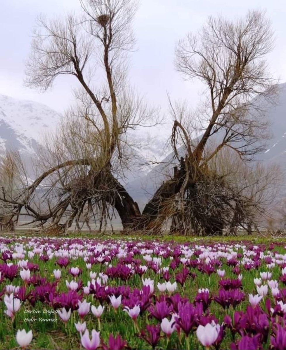 “Çocukluğumda uzun ömürlü olmayan hiçbir tohumu ekmemiştim; Bahçemin uzun ömürlü olması da bundandır.”
                         Emily Dickinson