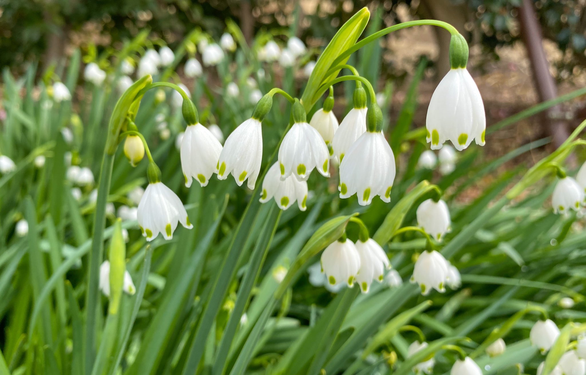 日比谷花壇大船フラワーセンター 公式 スノーフレークが咲いています 花弁の縁に淡いグリーンのドットが入っています 可憐で可愛い姿は自然が生み出した造形美ですね 風が吹くと少し揺れ その姿もまた可愛いです スノーフレーク 春の花 T