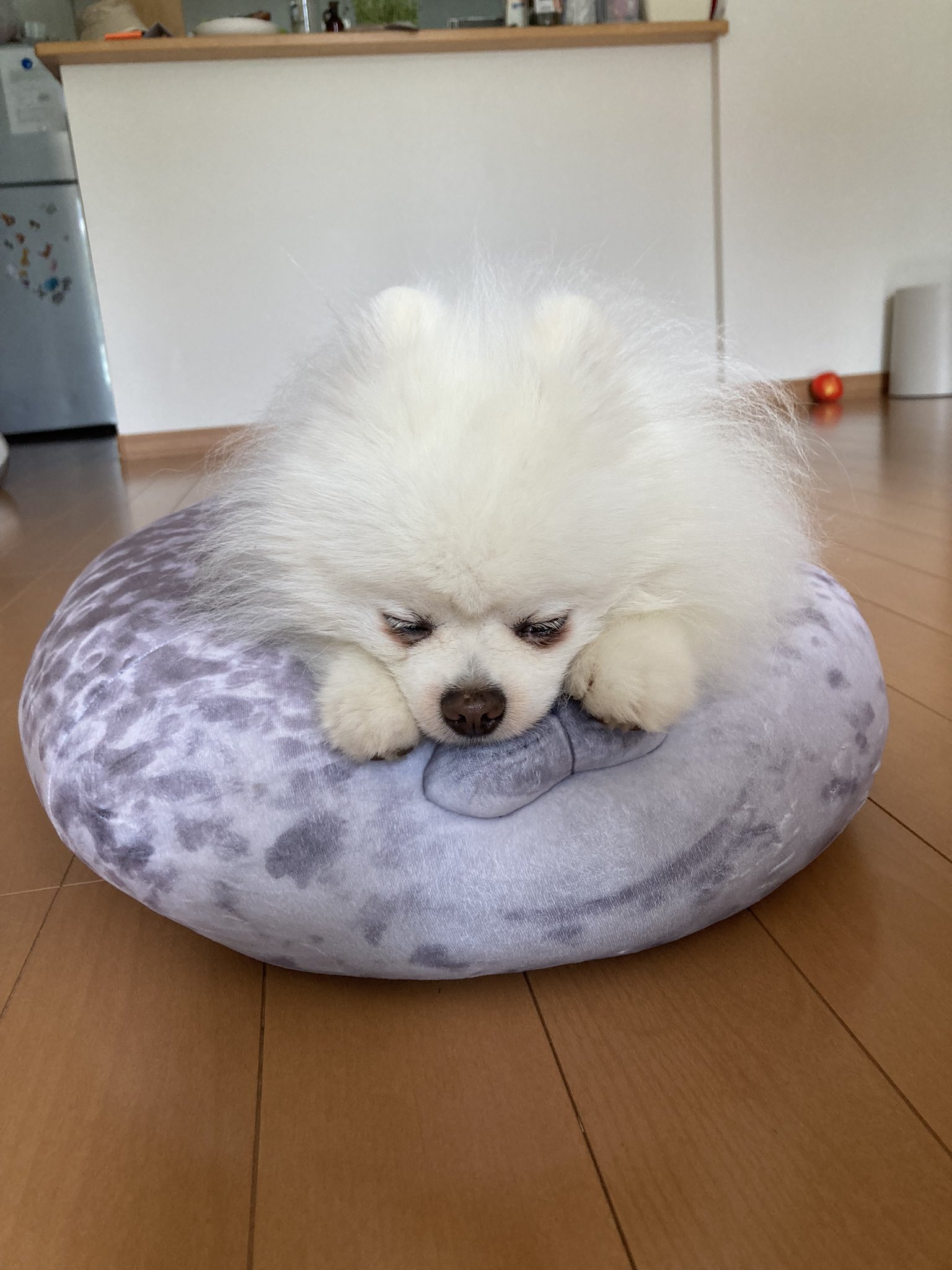 正規品の販売 Big いぬ ぬいぐるみ ポメラニアン 犬 2ea 新製品 Www Cfscr Com