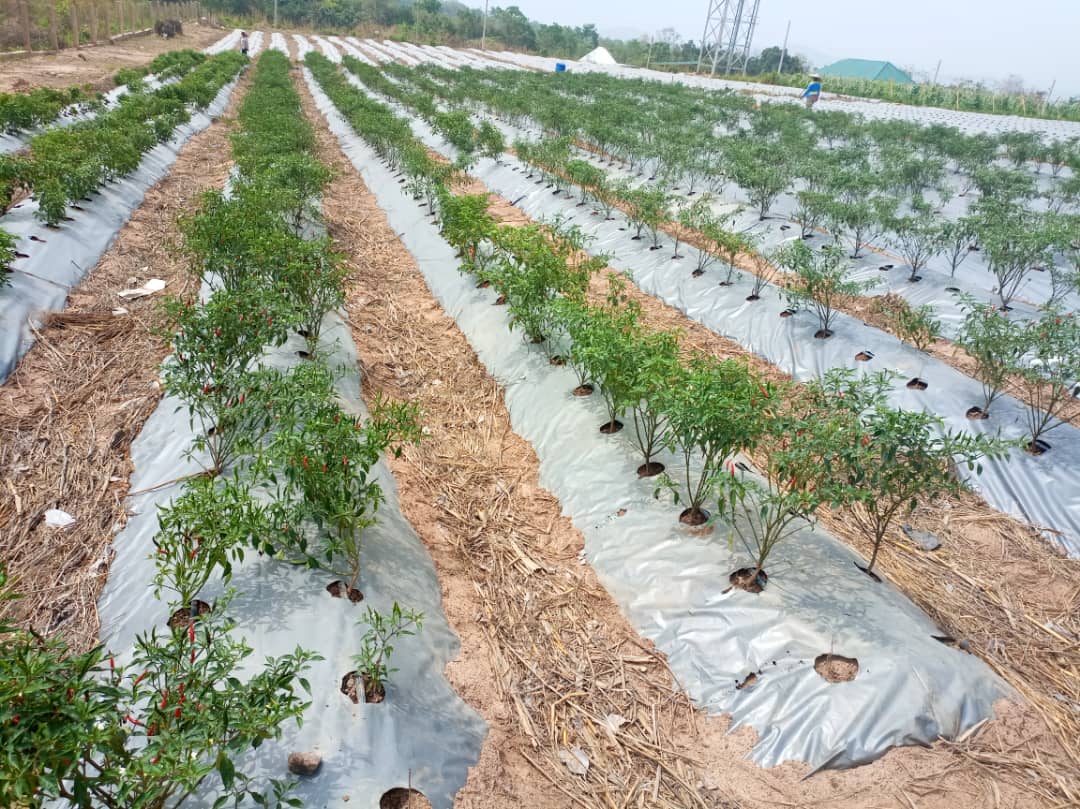 Irrigation in Vineyards and Use of a Less Costly Dripping Method