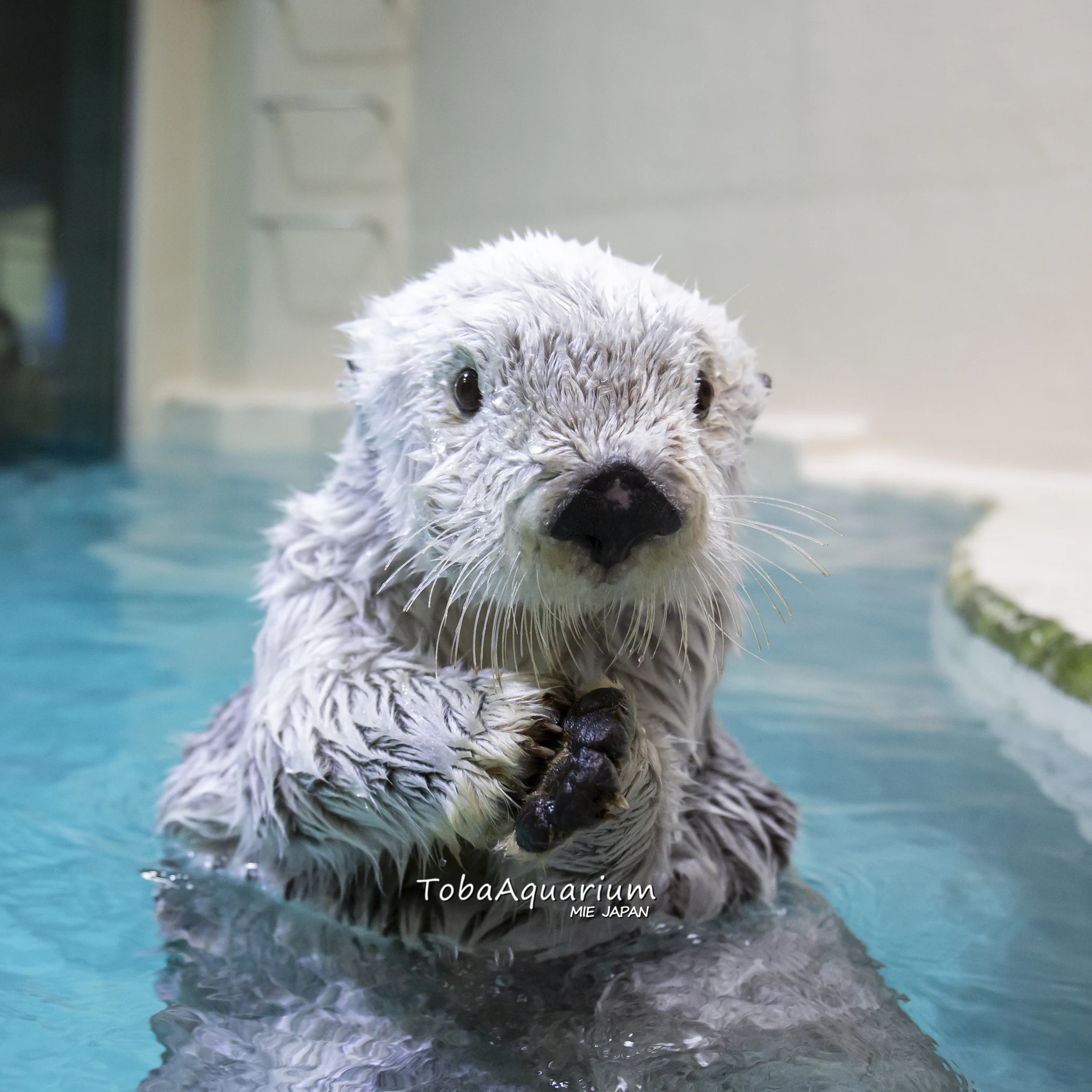 鳥羽水族館（TOBA AQUARIUM） on X: 