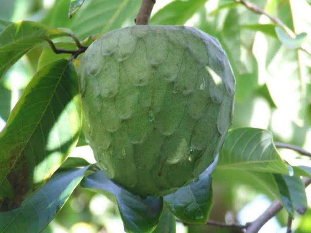 Annona cherimola (аннона черимойя) семена