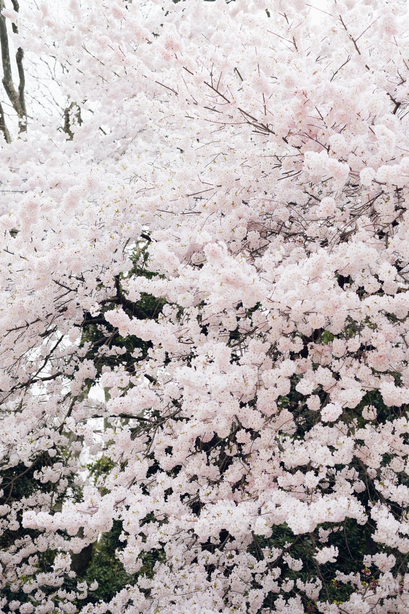 エクスタシー東京 公式 Pa Twitter 桜の和歌 久方の光のどけき春の日に 静心なく花の散るらむ こんなに日の光がのどかに 射している春の日に なぜ桜の花は落ち着かなげに 散っているのだろうか 昨日に続き紀友則の和歌です 小倉百人一首にある