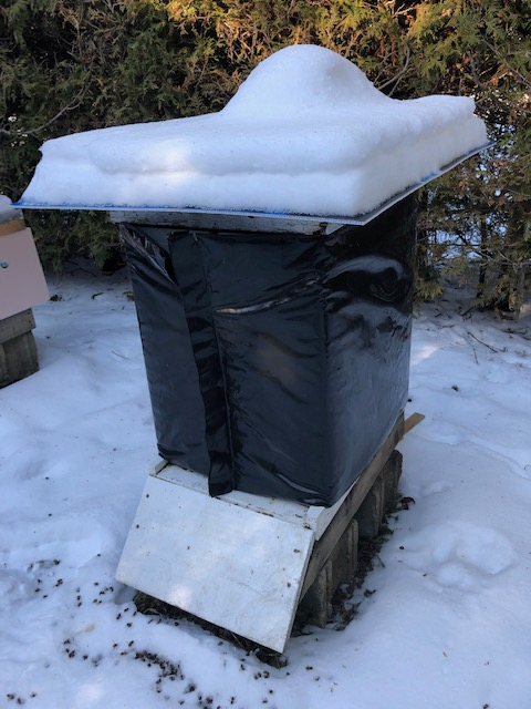 RobertValcov's tweet photo. MY DAILY BEE FACTOID

HONEY BEES break cluster &amp; begin activity now in 🇨🇦. They need 2 B fed sugar as winter stores are ⬇️. Mine not getting natural pollen yet➡️protein stimulates QUEEN to begin laying eggs. Foragers emerge, take a poop &amp; seek pollen.

Please RT #Savethebees https://t.co/tbUBmhdD4G