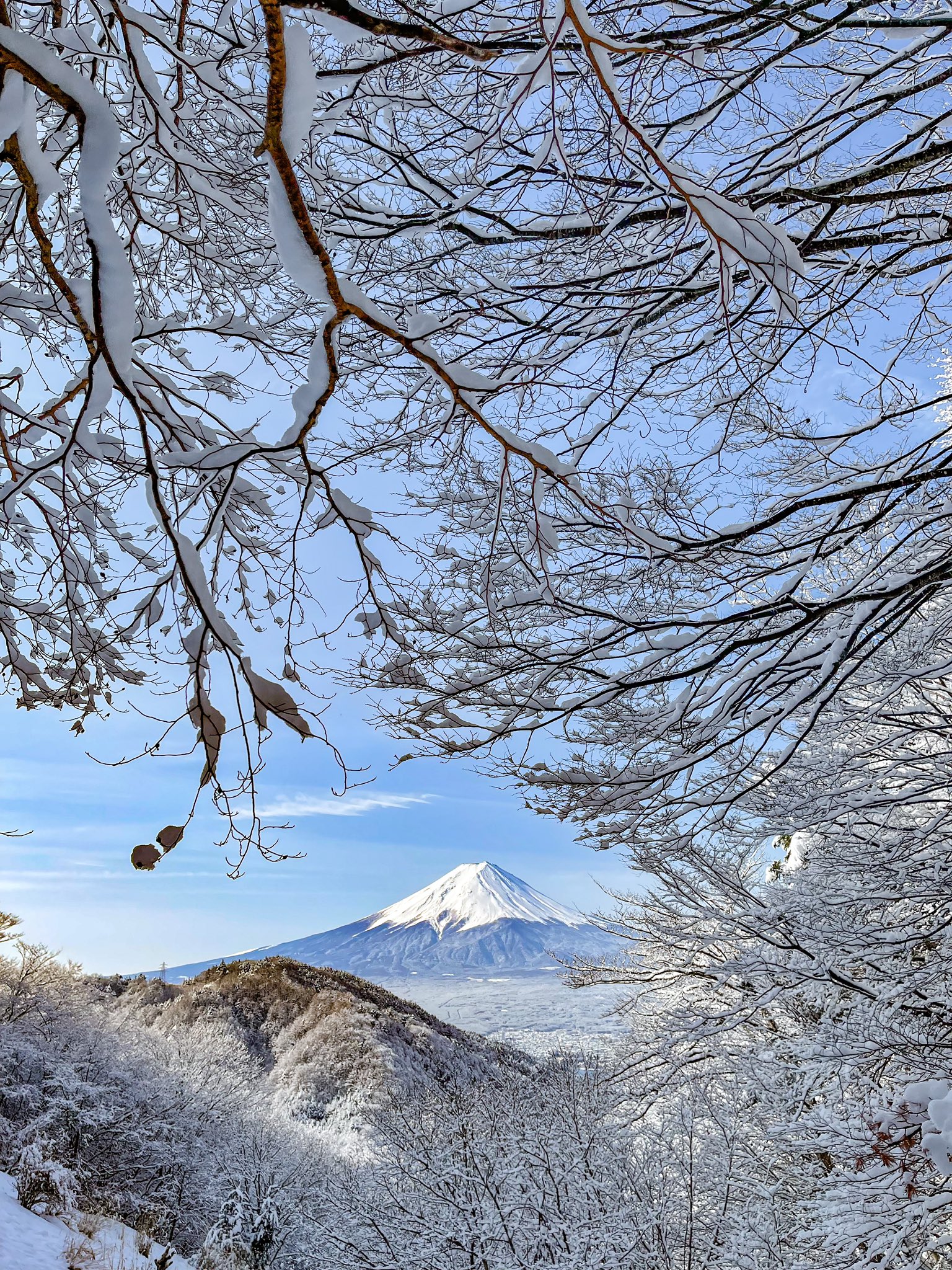 Take 雪の朝 枝に着いた雪が綺麗でした T Co Q5hyfh7bzp Twitter