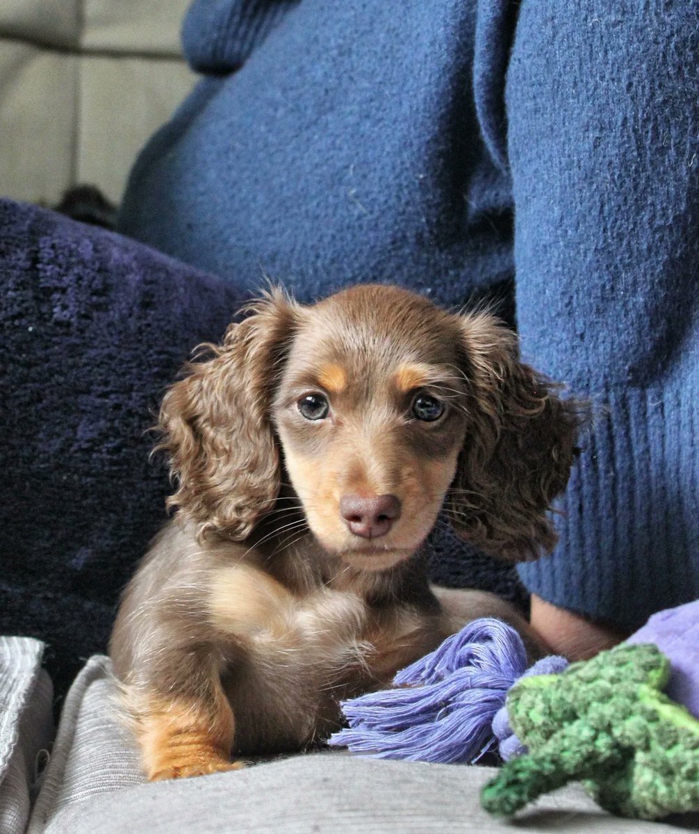 Happy International Puppy Day
Coco. Buddy. Luna
#InternationalPuppyDay 

Post 2 of 2