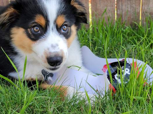 MsMetra82's tweet photo. @WFAADaybreak National Puppy Day, say hi to Dinero Franklin Jordan🐕🥰
#IAMUP #Iampup #mybestfriend #Australianshephard https://t.co/cs0QG00sjX