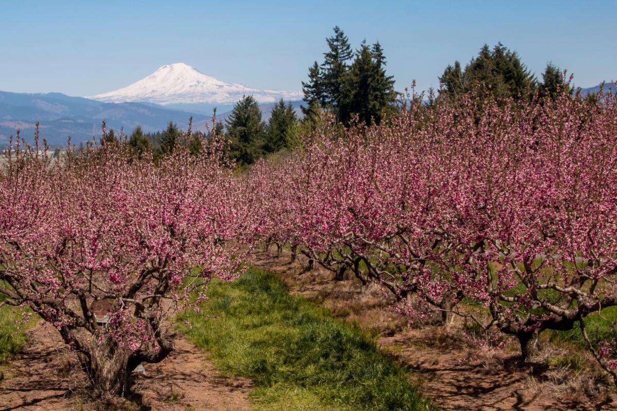 usarivercruises's tweet photo. Spring is arriving and the orchards will soon be in full bloom in the Columbia River Gorge - what a sight! Spring is wonderful time be cruise the Pacific Northwest. Read more: https://t.co/Ehhp98ca1y #columbiarivergorge #pnwspring #blossoms #blooms #pacificnorthwest #pnw https://t.co/VLSpFdpofr