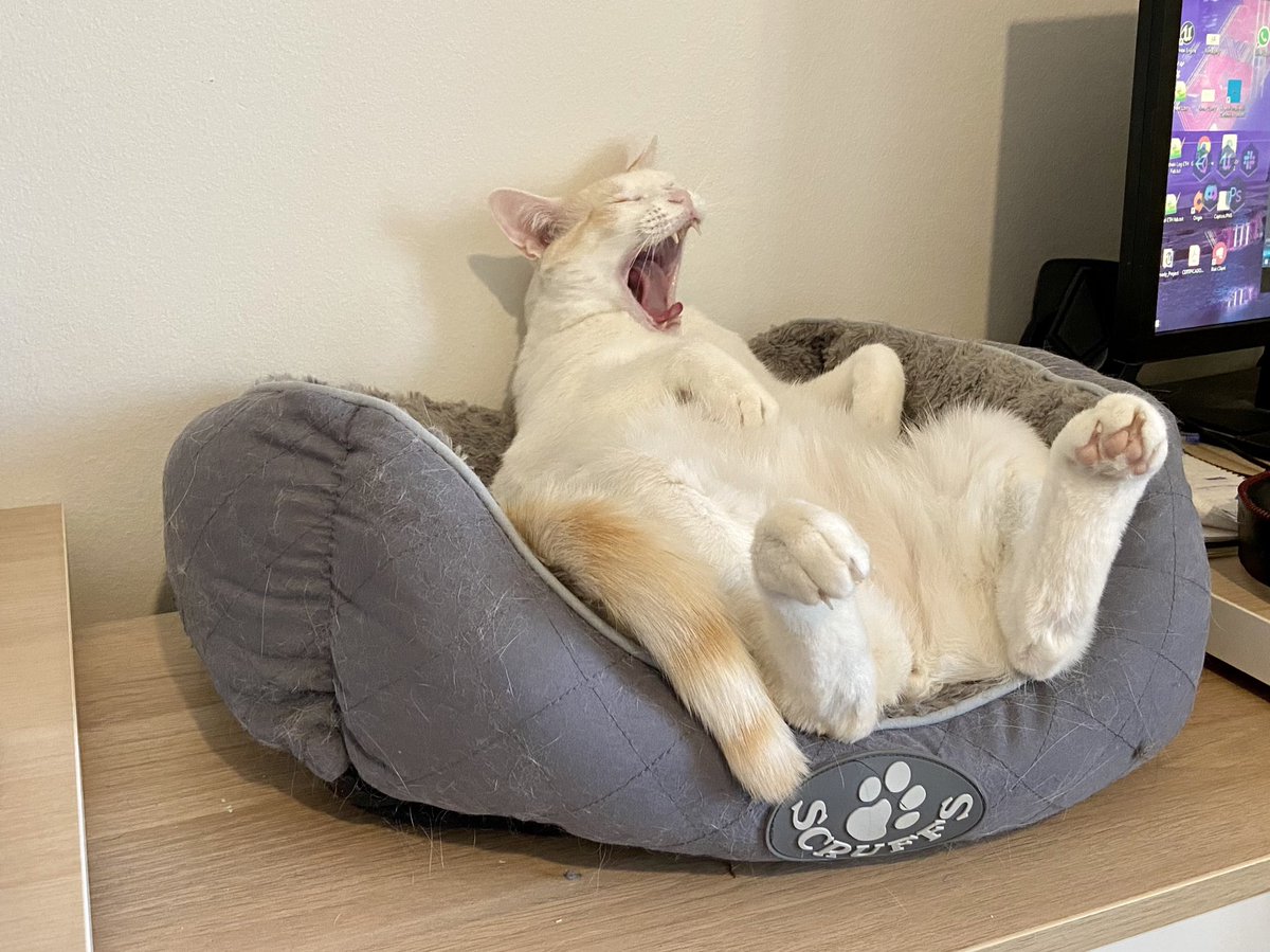 Heya! I'm #WhatAGameDevLooksLike too!
I’m Laura, a level designer working on #AlanWake2 and these are my personal assistants Lilo 🐶 and Sora 😸
So nice to meet you all! 💜