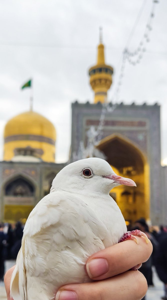 ImamRezaEN's tweet photo. I'm chained, too.
Wish someone would free me, like this pigeon. https://t.co/n1GadFvzK6