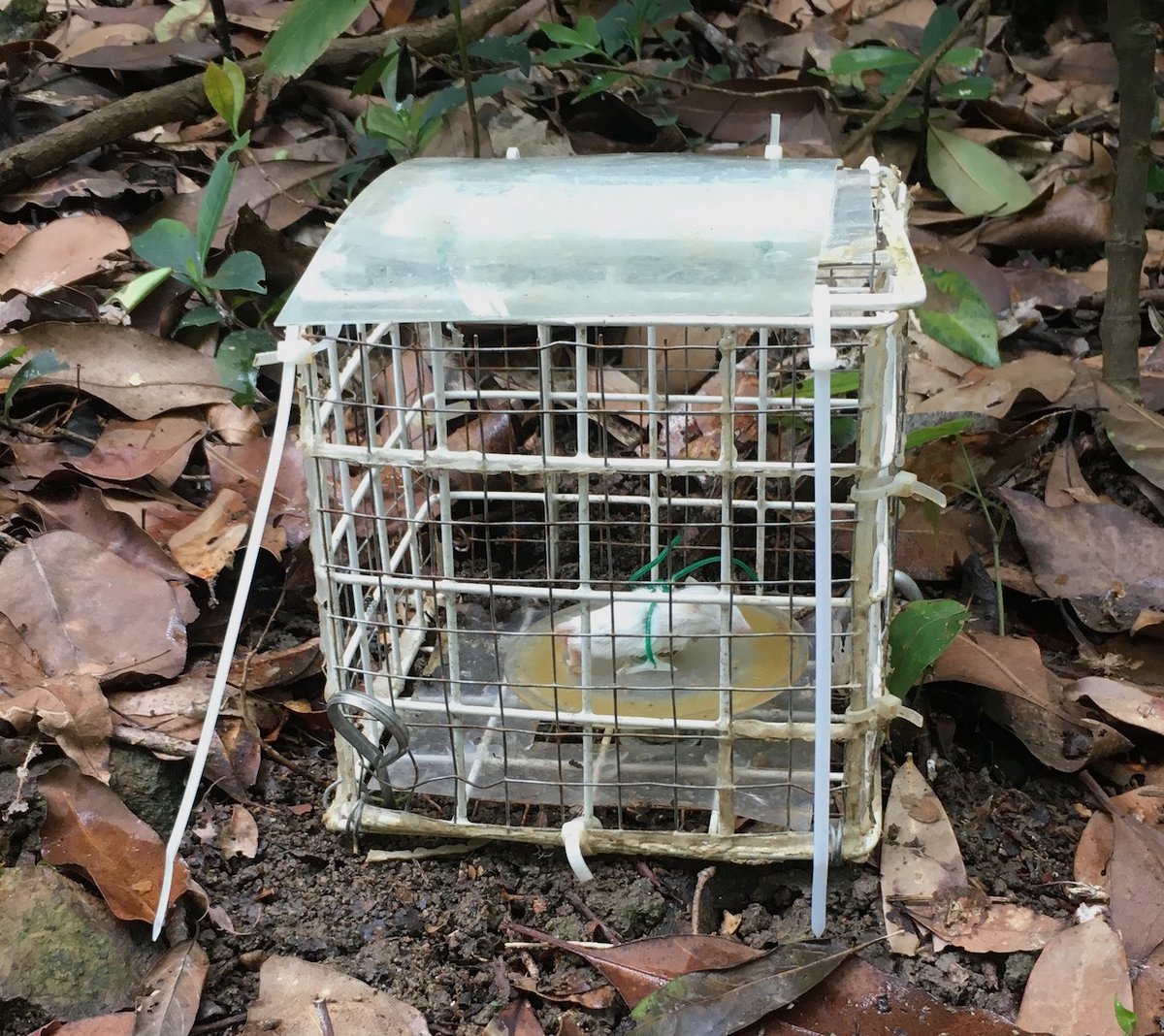 Our latest publication on #ants and #carrion #decomposition using #fieldexperiments unravels the role of #bodysize in biotic interactions: large ants turn to predators in decomposer communities, read more in onlinelibrary.wiley.com/doi/10.1111/13…