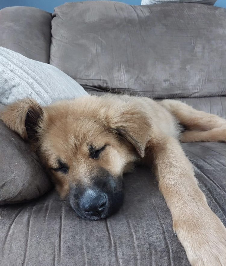 Ruskemp's tweet photo. Our new rescue puppy, Kota! #NationalPuppyDay #fox29goodday. https://t.co/uJ1XmNqPPX