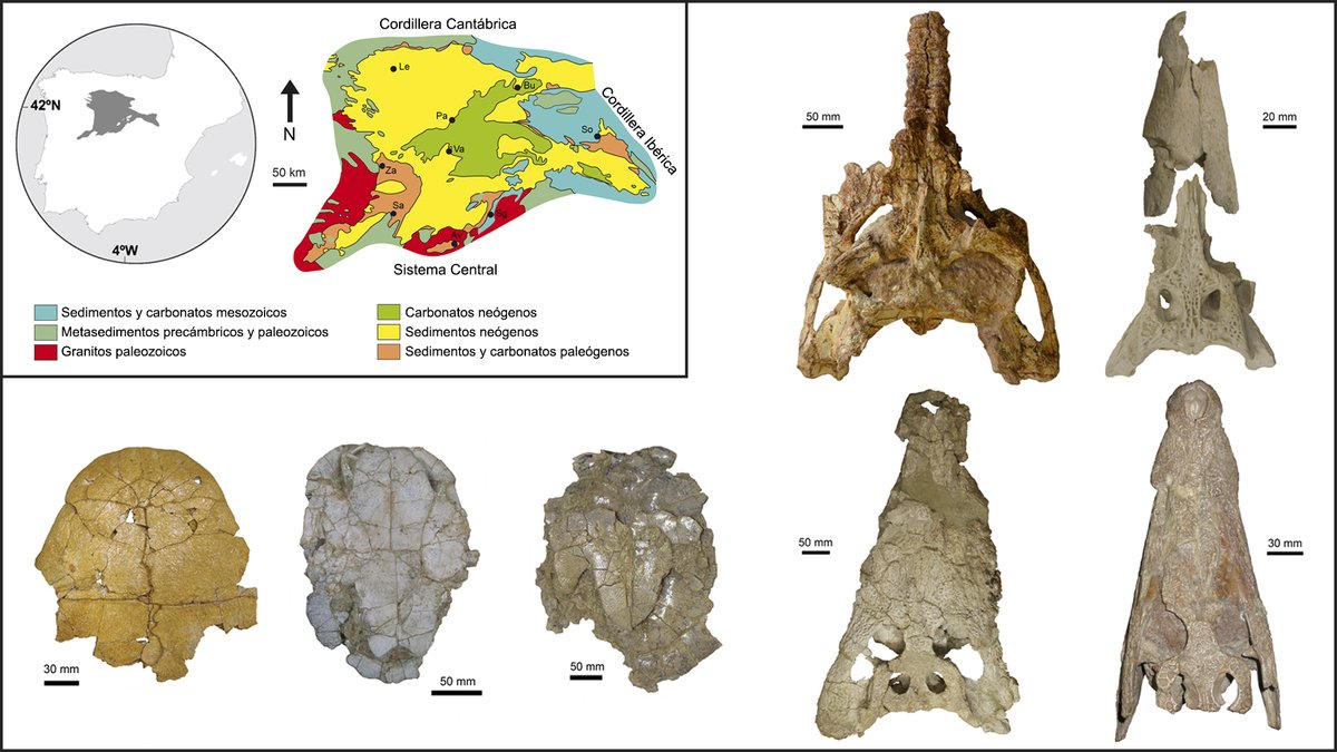 inarvaezp's tweet photo. Our new paper "Crocodyliformes and Testudines from the #Eocene of the #Duero Basin (northwestern Spain): an update of their diversity and stratigraphic context" published in #HistoricalBiology (@tandfonline) is out!
👉 https://t.co/gaBJiLAHCe
#Palaeogene #crocodile #turtles https://t.co/nm9ei1nfTm