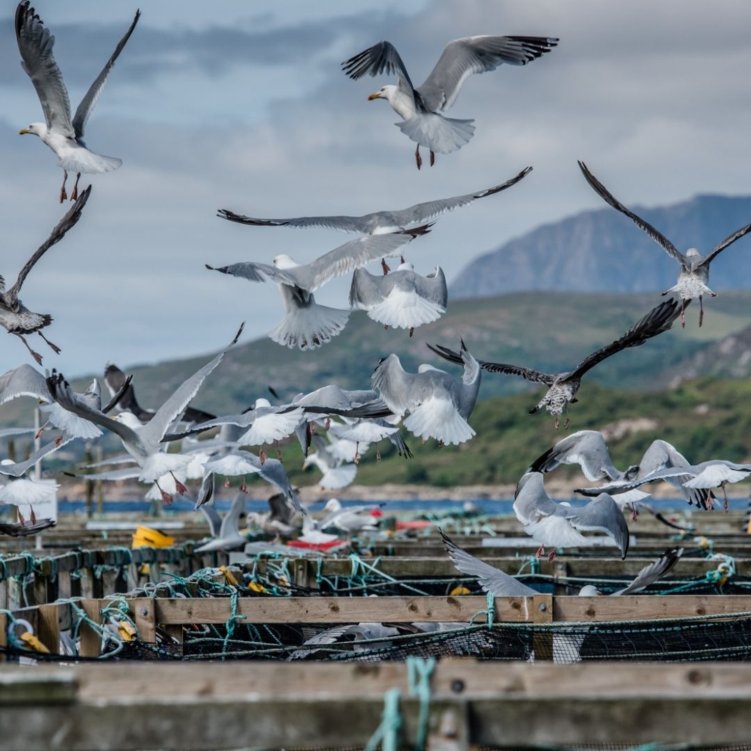 WesterRossSalmo's tweet photo. Our hand-feeding regularly attracts Seagulls. We also have regular visits from Seals & Dolphins. Our predator nets keep the salmon safe; we don't use aquatic life deterrents.
#WesterRossSalmon #Salmon #Scotland #Westerross #Salmonfarmers #Handfed #Seagulls https://t.co/H0Okut9xuf