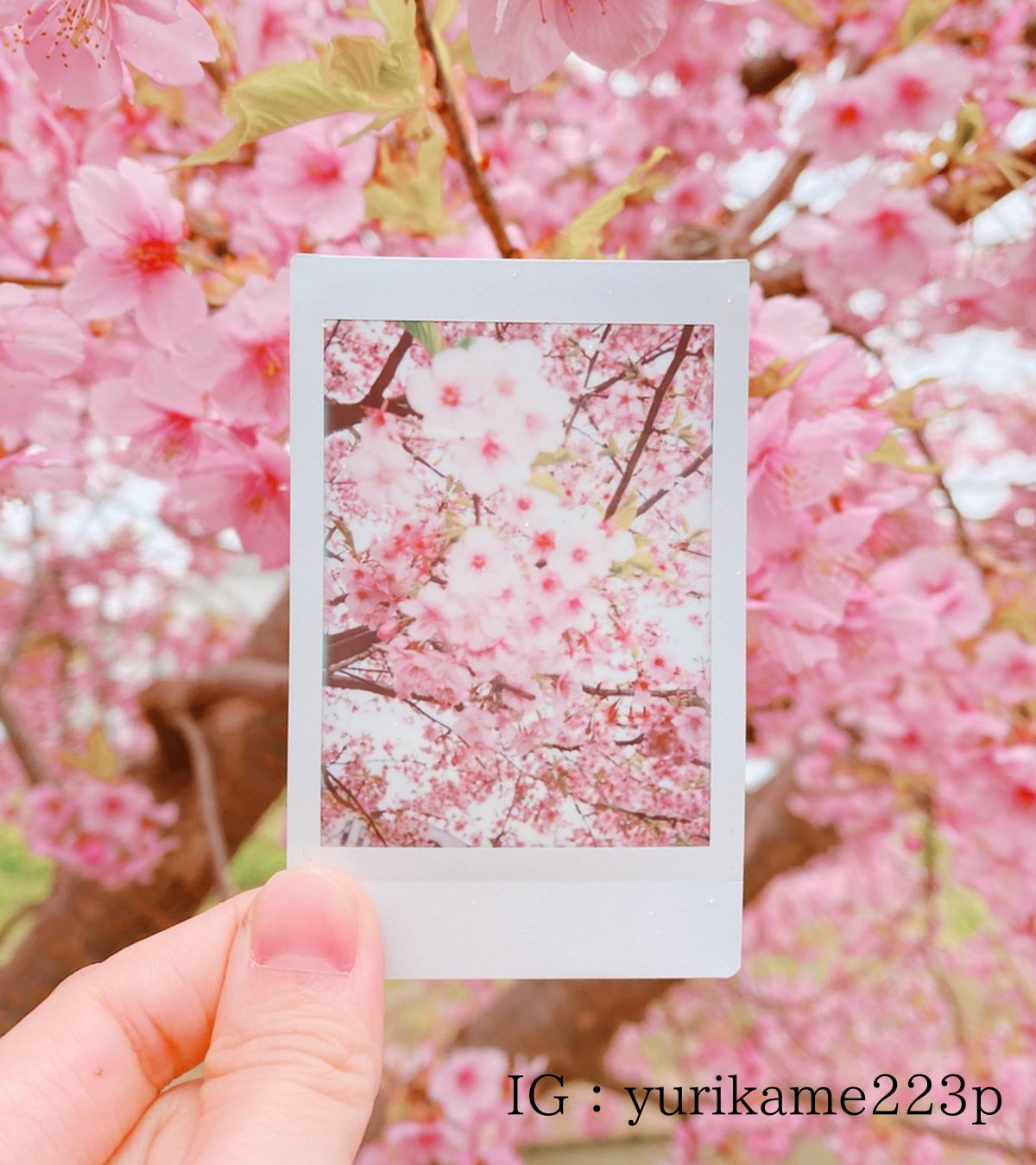 INSTAX“チェキ”公式 on X: 