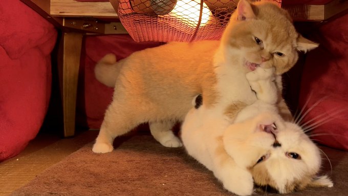 こたつの中のぞいたら 猫の取っ組み合いのケンカに爆笑 こたつ抗争勃発 漫画の様な揉めっぷり まいどなニュース