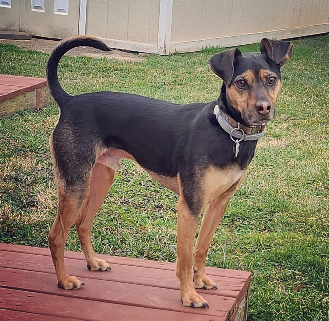 #NationalPuppyDay 
#gooddaydc
Max! ❤