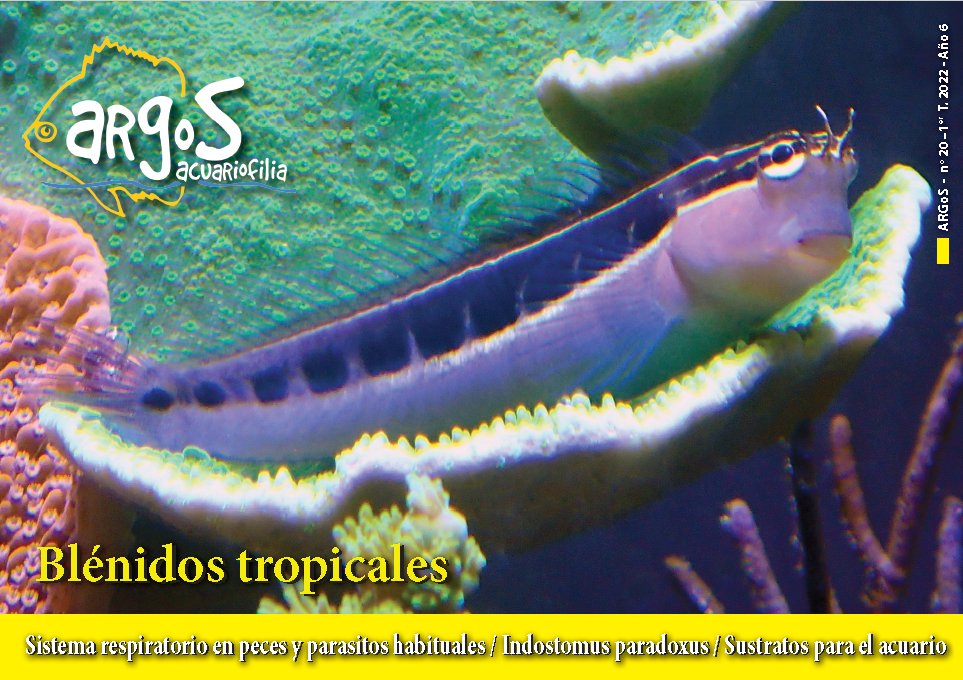 AquaticNotes's tweet image. ¡Ya está disponible el número 20 de la revista ARgoS!
aquaticnotes.com/2016/es/2022/0…
Blénidos tropicales, el sistema respiratorio en peces, Indostomus paradoxus, Sustratos para el acuario y muchos temas más. 
¡Que lo disfrutéis!