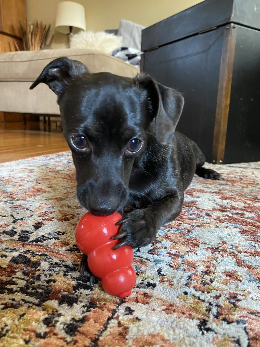 CharFerry's tweet photo. @fox5dc Happy National Puppy Day!!! This is Gordon. My new rescue pooch. #gooddaydc ❤️🐾 https://t.co/Xa3slxTS8E
