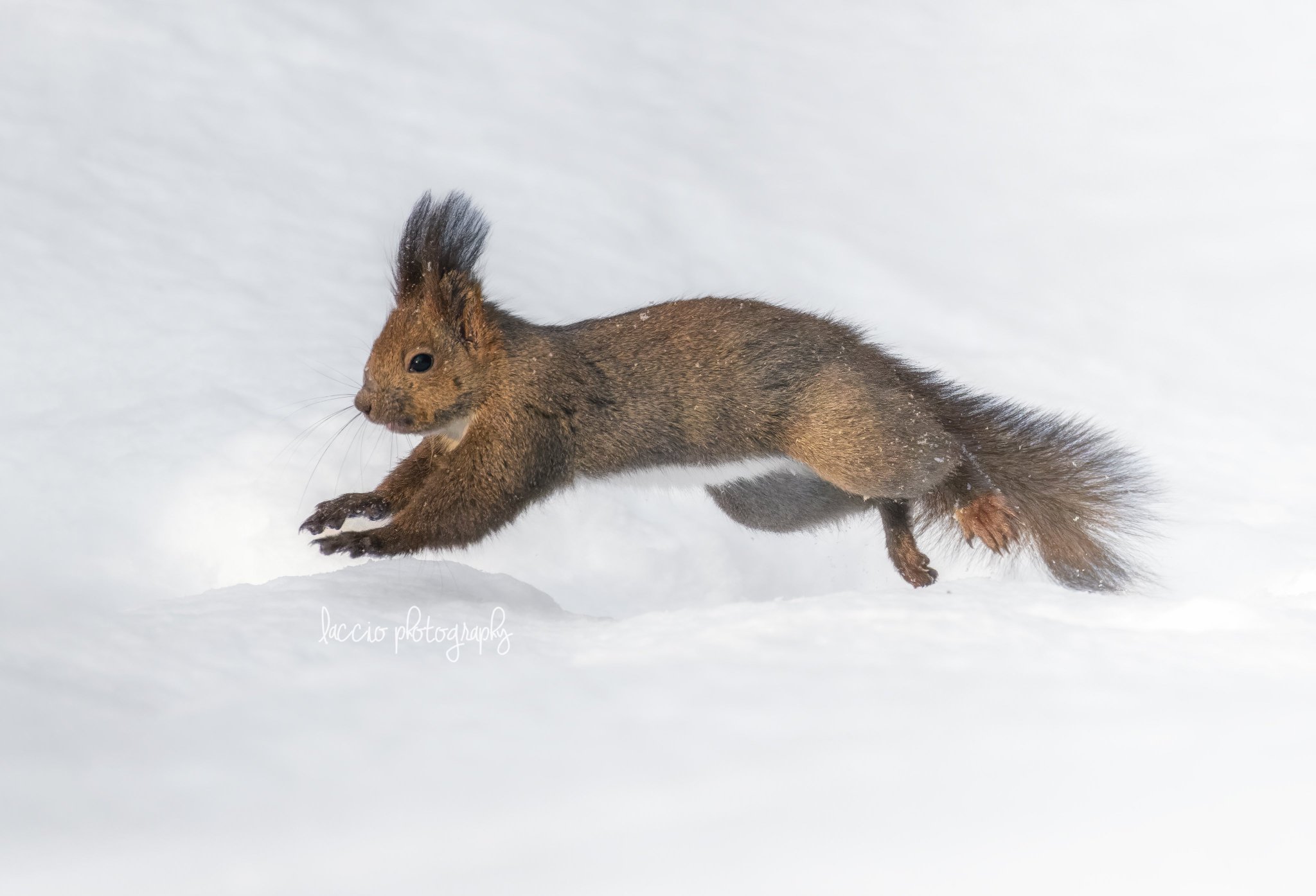 佐藤 章 / laccio（らっちょ） on Twitter 
