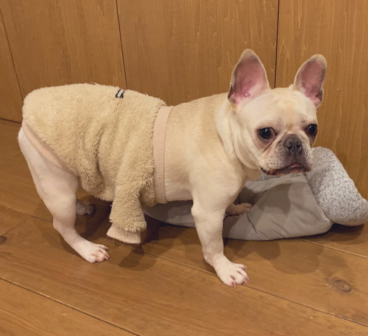 tororo__1005's tweet photo. 今日も仕事から帰ったら
ウチの愛犬がケンタウロスでした🙄

#面白かったらRT
#フレブル　#フレンチブルドッグ 
#ケンタウロス https://t.co/8kBkmQGNp5