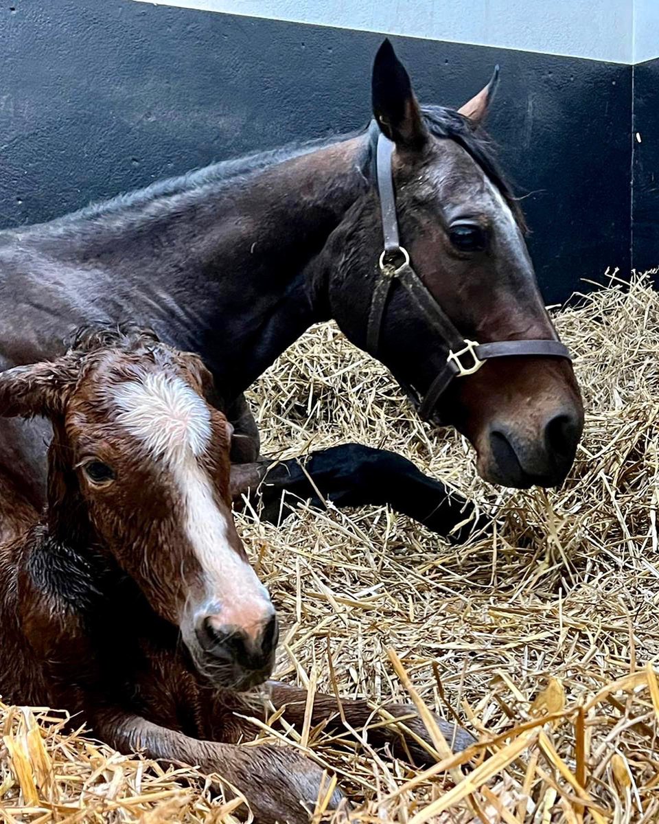 HarasOmbreville's tweet photo. 🔹11 𝙘𝙤𝙡𝙩𝙨 𝙫𝙨 10 𝙛𝙞𝙡𝙡𝙞𝙚𝙨 🎀

🎶 GIRLS, YOU ARE BEAUTIFUL 🎶

🎀 Welcome to Baby 𝟮𝟭 : a very nice filly by @coolmorestud 𝙎𝙊𝙏𝙏𝙎𝘼𝙎𝙎 out of a mare by LANDO 🎀

🍀 𝗦𝘁𝗮𝗹𝗹𝗶𝗼𝗻 𝟮𝟬𝟮𝟮 : @AlShaqabRacing 𝙕𝙀𝙇𝙕𝘼𝙇 🍀 https://t.co/zbSrykqicT