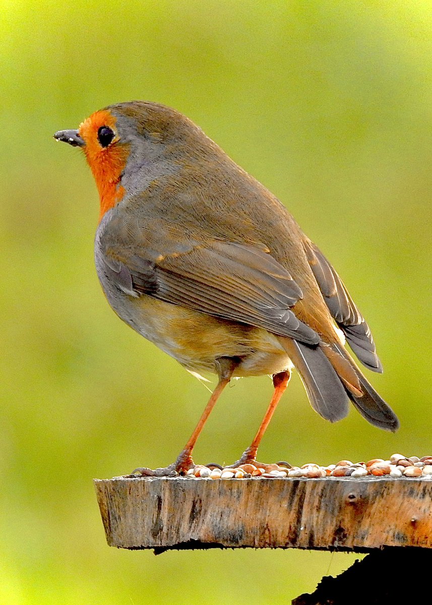AledHall's tweet photo. Ffrind boreuol wedi dod am frecwwst heddi ‘to…ondyw e’n un pert gwedwch #robingoch❤️
Visit from my early morning pal for breakfast…isn’t he just gorgeous #robin❤️
@StormHour @ThePhotoHour
#birdphotography #wildlifephotography #NaturePhotography https://t.co/4kn4F2B2cu
