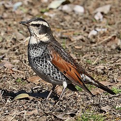 美味しんぼ 公式 Youtube配信中 海原雄山という男 出された料理が禁鳥の ツグミ だと知らずに手をつけた士郎に 雄山は大激怒 第103話 禁断の鳥 より T Co 5961q0yjf8 Twitter