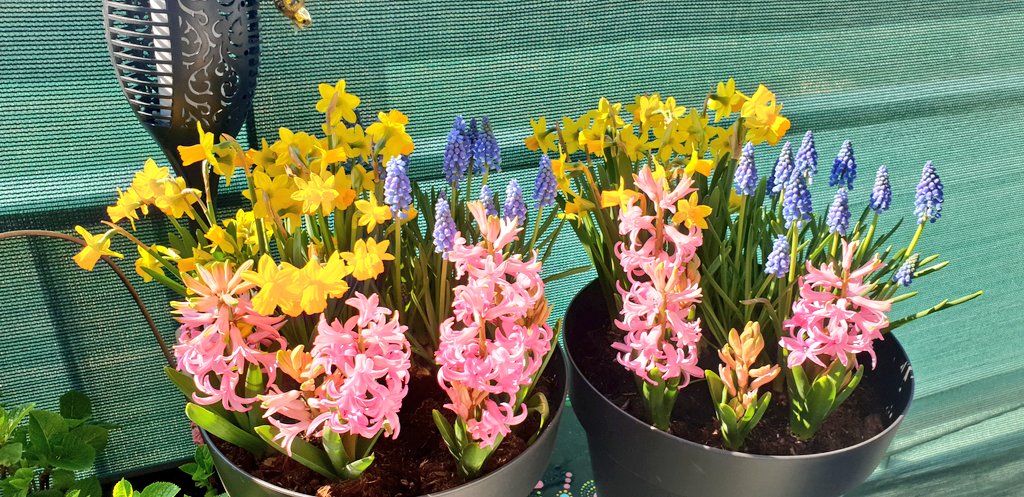 Naar de bollen, die prachtige bollen!
Hoeven we niet, staan gewoon op balkon 😉
#voorjaar #lente #bloembollen