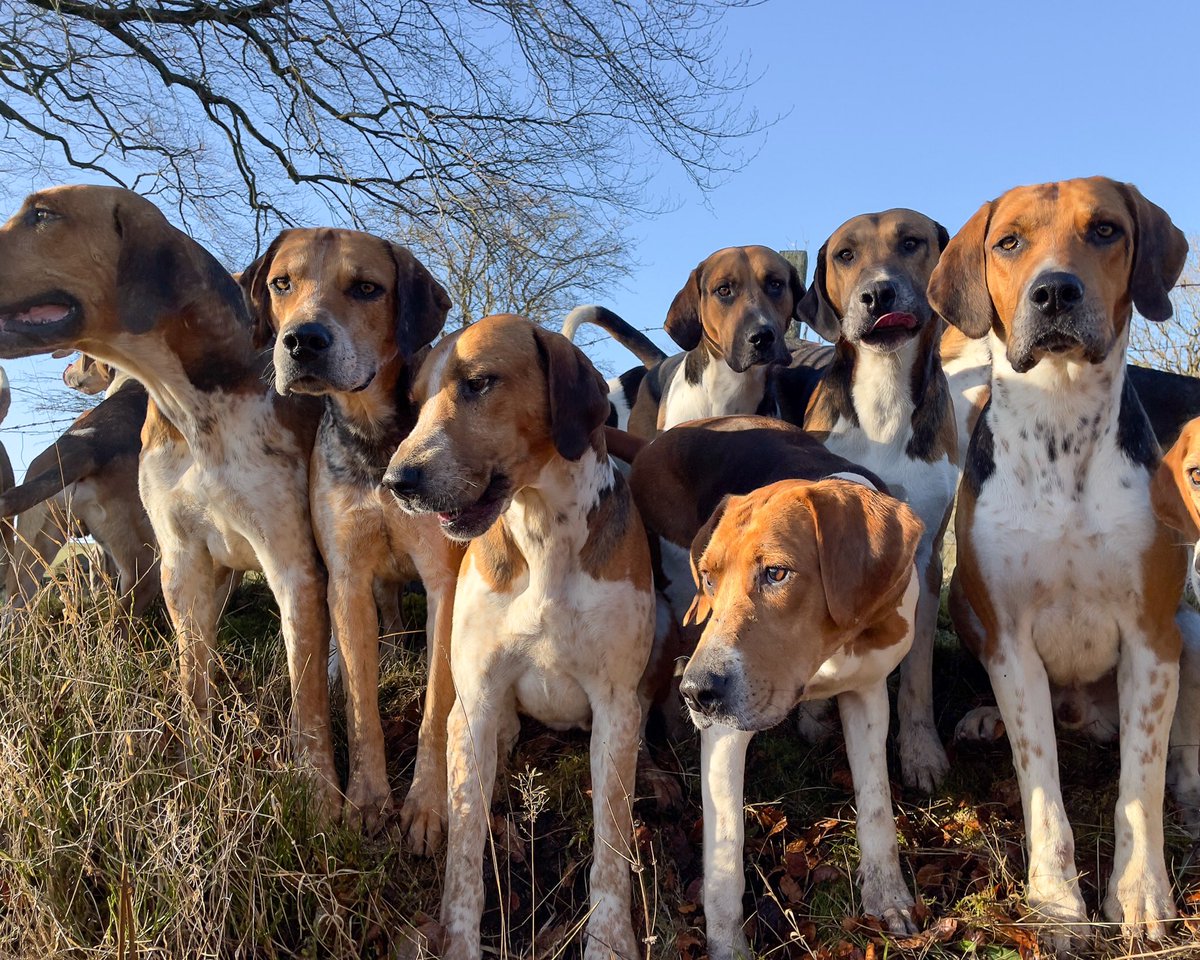 lurcherwork's tweet photo. #houndexercise #keephunting #huntingwithhounds #foxhounds #houndhunting https://t.co/J3yzZvhwPQ