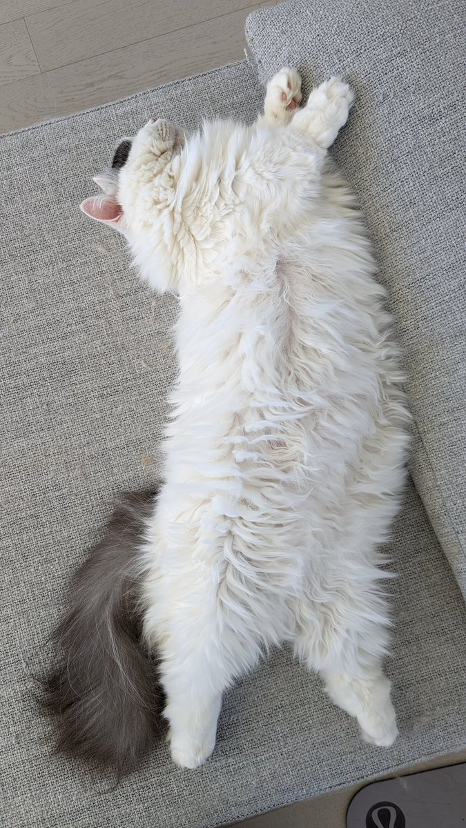 포실포실 쵸빙이