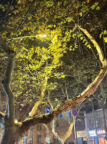 JohnyiSaiman's tweet photo. Lovely trees https://t.co/GnYj3irvd0