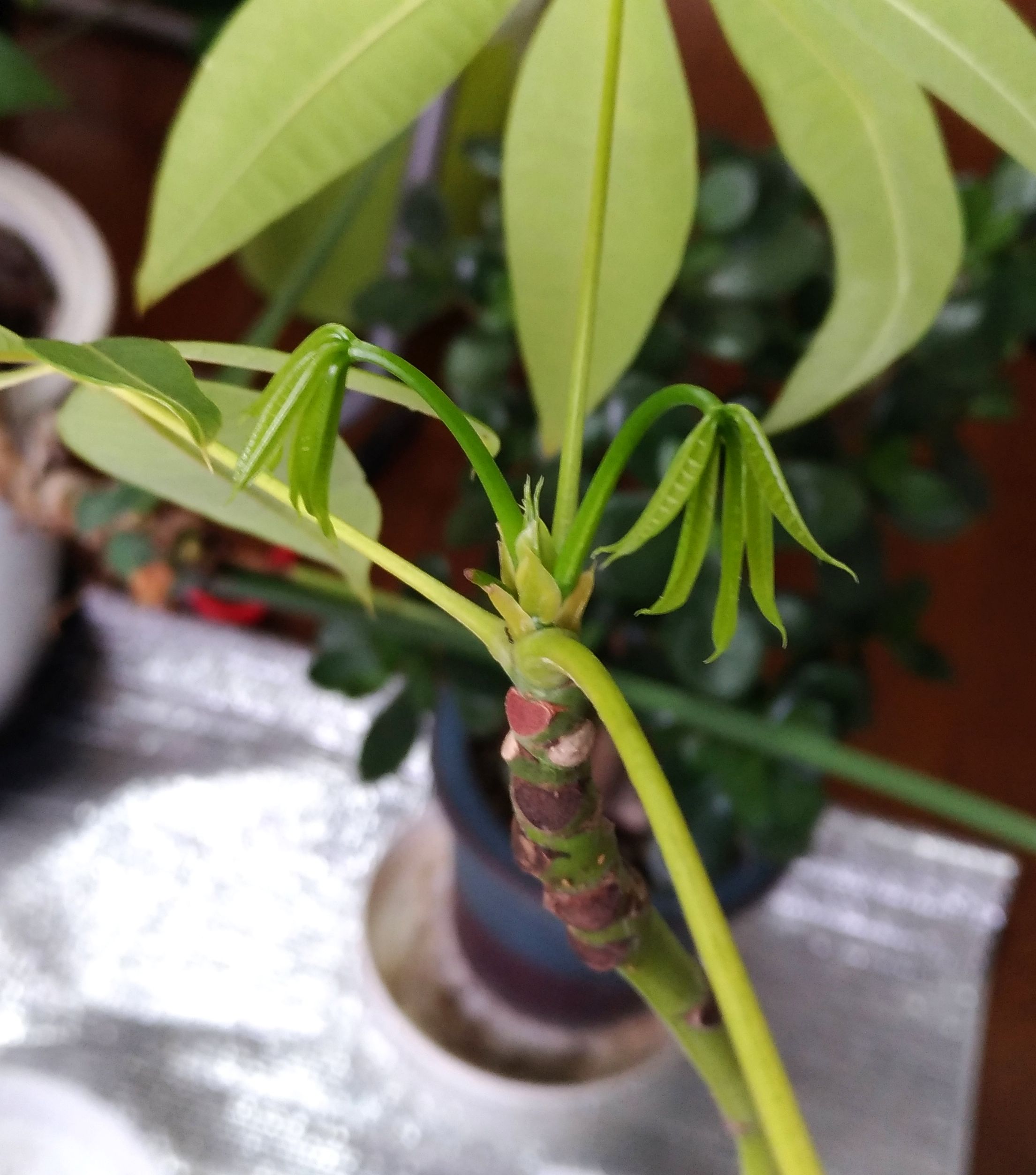 こころんグリーン わが家のパキラの新芽が出てきました 小さな新芽が幾つか伸びてきています 暖かくなって成長が早くなってきました パキラ 小さな新芽 春 観葉植物 園芸品種 園芸 ガーデニング 熊本市南区 熊本 T Co Izey0hnv8y