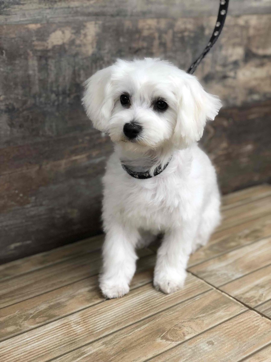 DogSaloon's tweet photo. 🐾 Dog Saloon vous souhaite une belle journée avec cette magnifique bouille !🐾 https://t.co/oju5bbfq8y