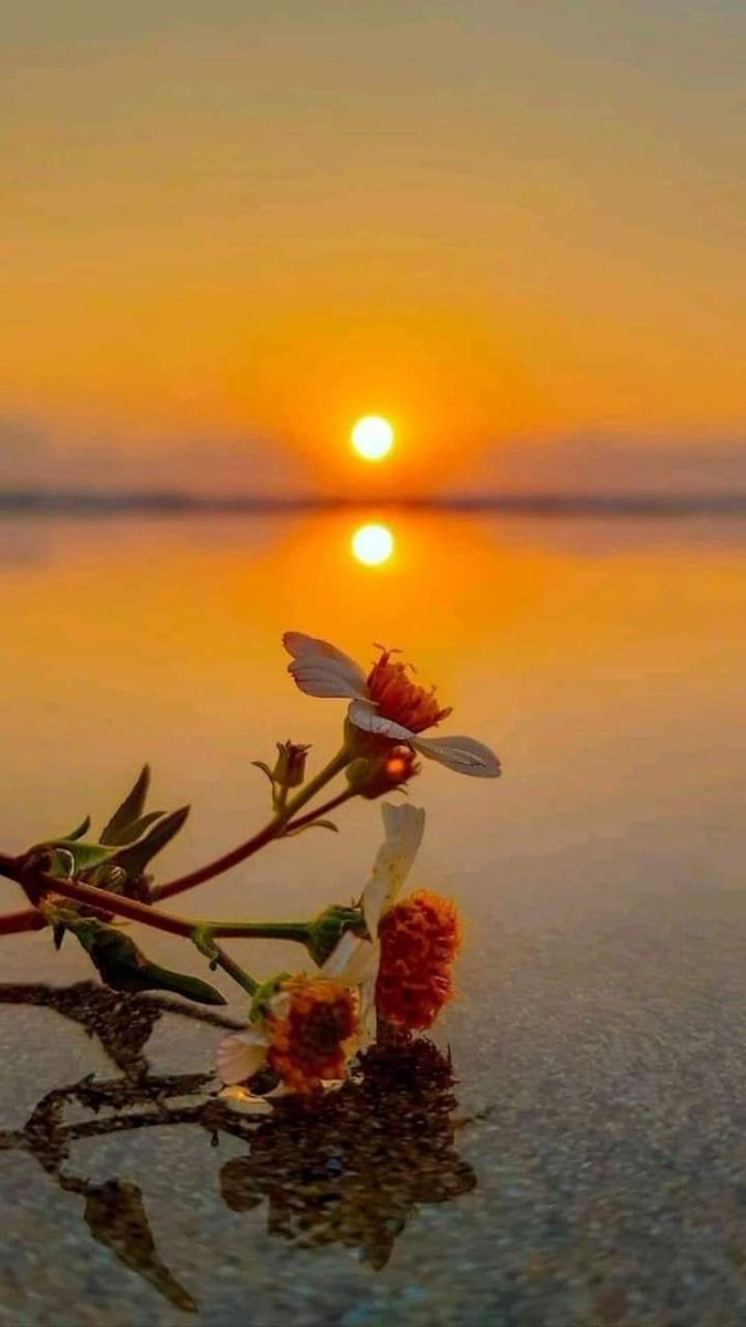 بنت ❤الجزائر ❤ tweet media