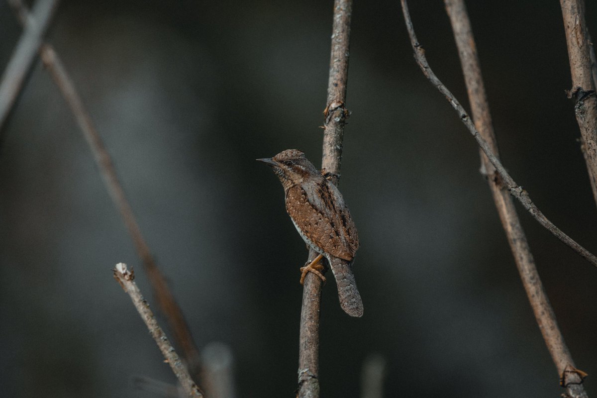 HoopoeAdventure's tweet photo. #EurasianWryneck #סבראש_מצוי #birds https://t.co/YuXsULI0XW