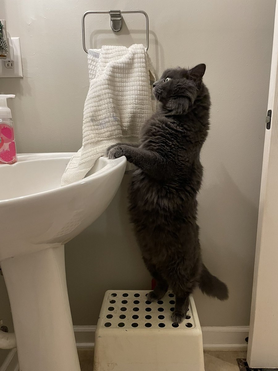 SeanaArrechaga's tweet photo. The problem with being a cat owner is the others don’t answer when you ask “where is your brother?!” Sid has been missing all day. We’ve looked everywhere and he’s just gone. I’ll panic tomorrow. (I say that but I keep looking for him.) https://t.co/7cnoJz4kWG